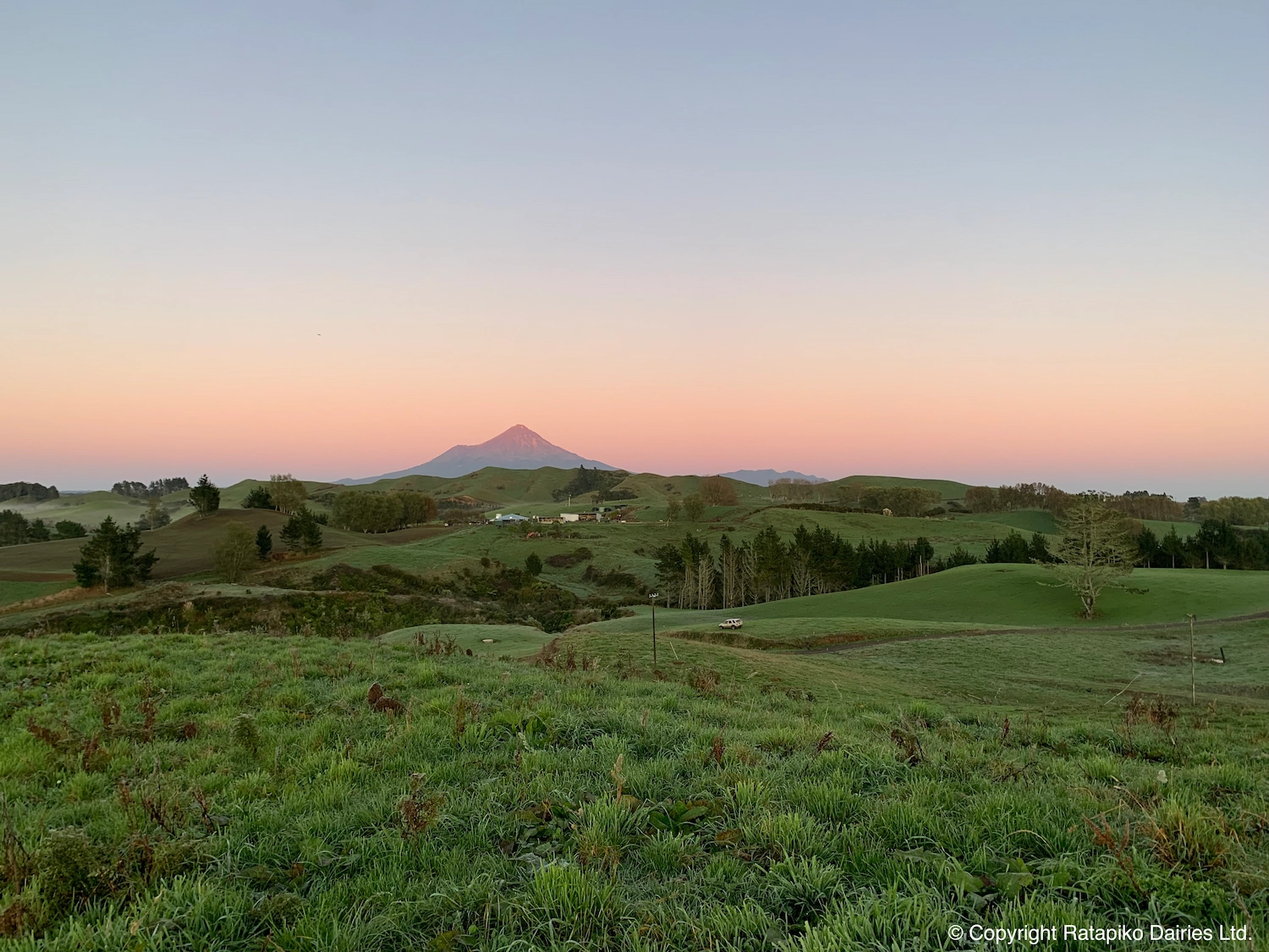 The early morning light rising upon the Ratapiko Dairies Ltd. farm, with Mt. Taranaki standing majestically in the background.